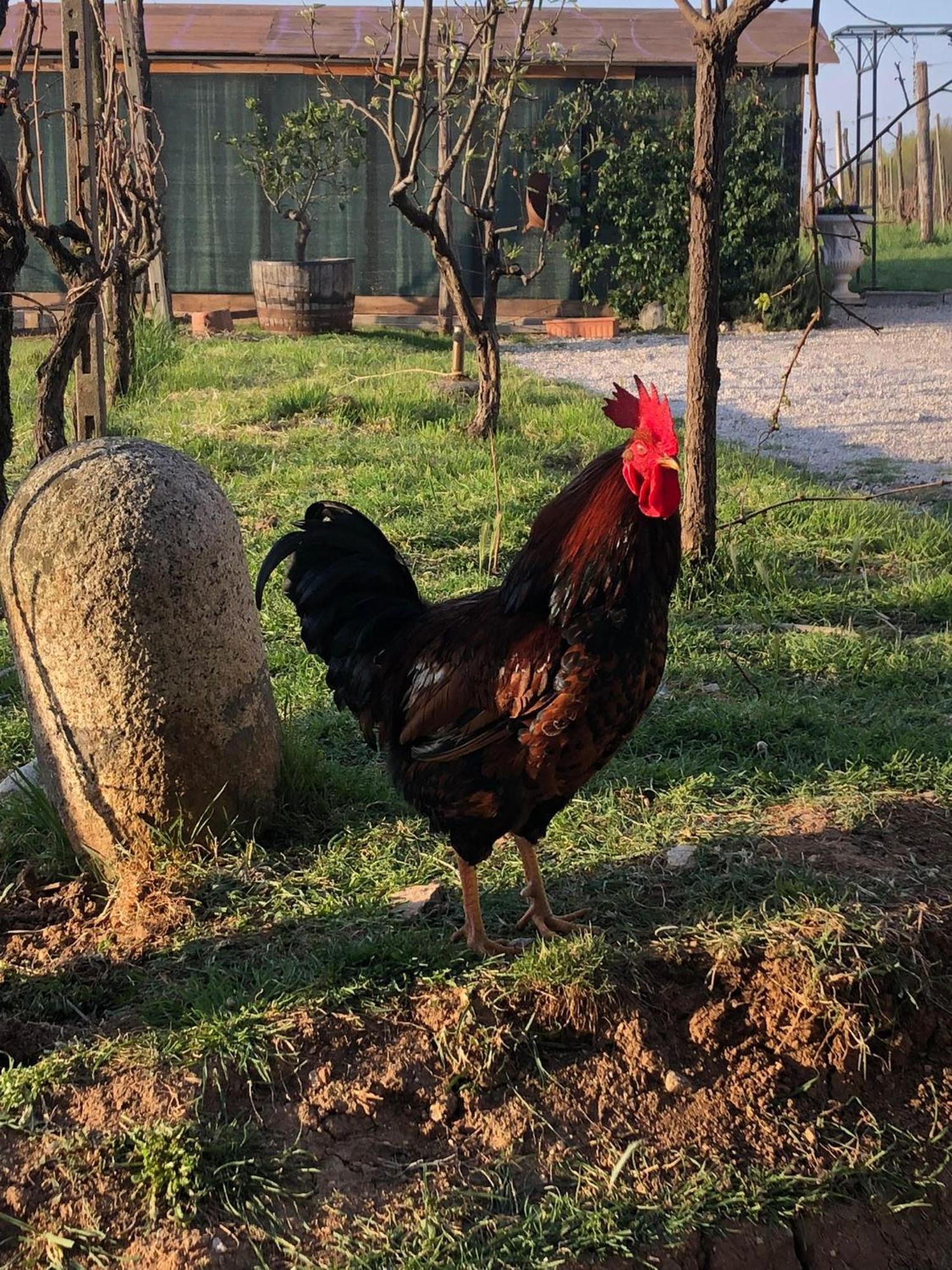 La Bosca Agriturismo กาวาร์โด ภายนอก รูปภาพ